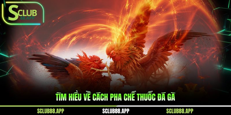 Tìm hiểu về cách pha chế thuốc đá gà