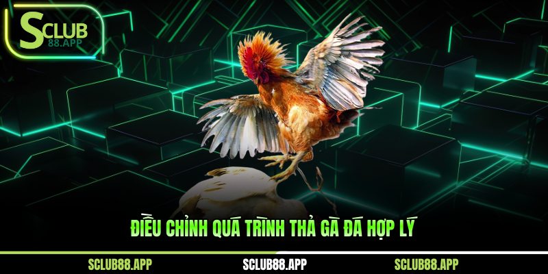 Điều chỉnh cách thả gà đá hợp lý