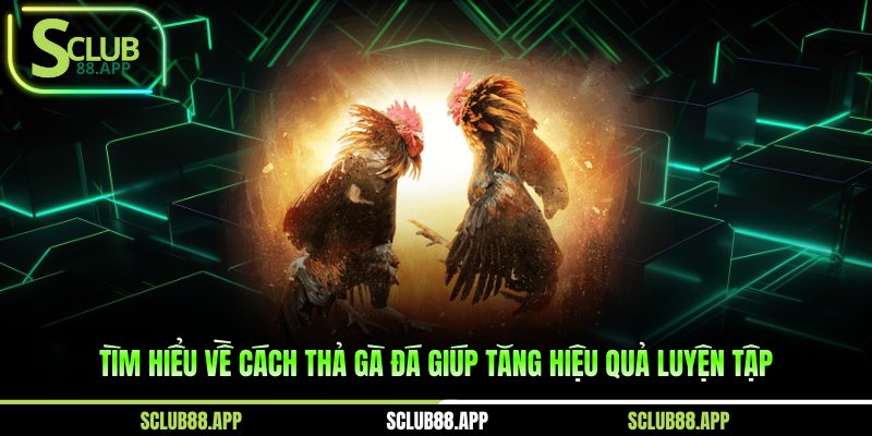 Tìm hiểu về cách thả gà đá giúp tăng hiệu quả luyện tập
