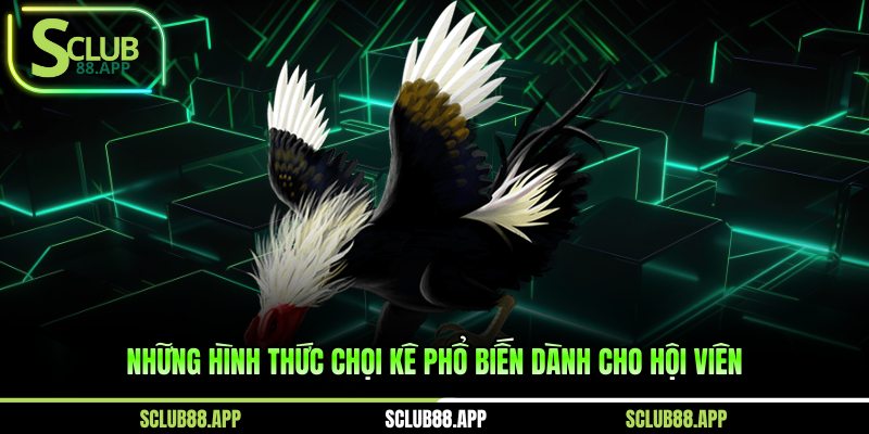 Những hình thức chọi kê phổ biến dành cho hội viên