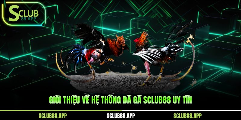 Giới thiệu về hệ thống đá gà Sclub88 uy tín